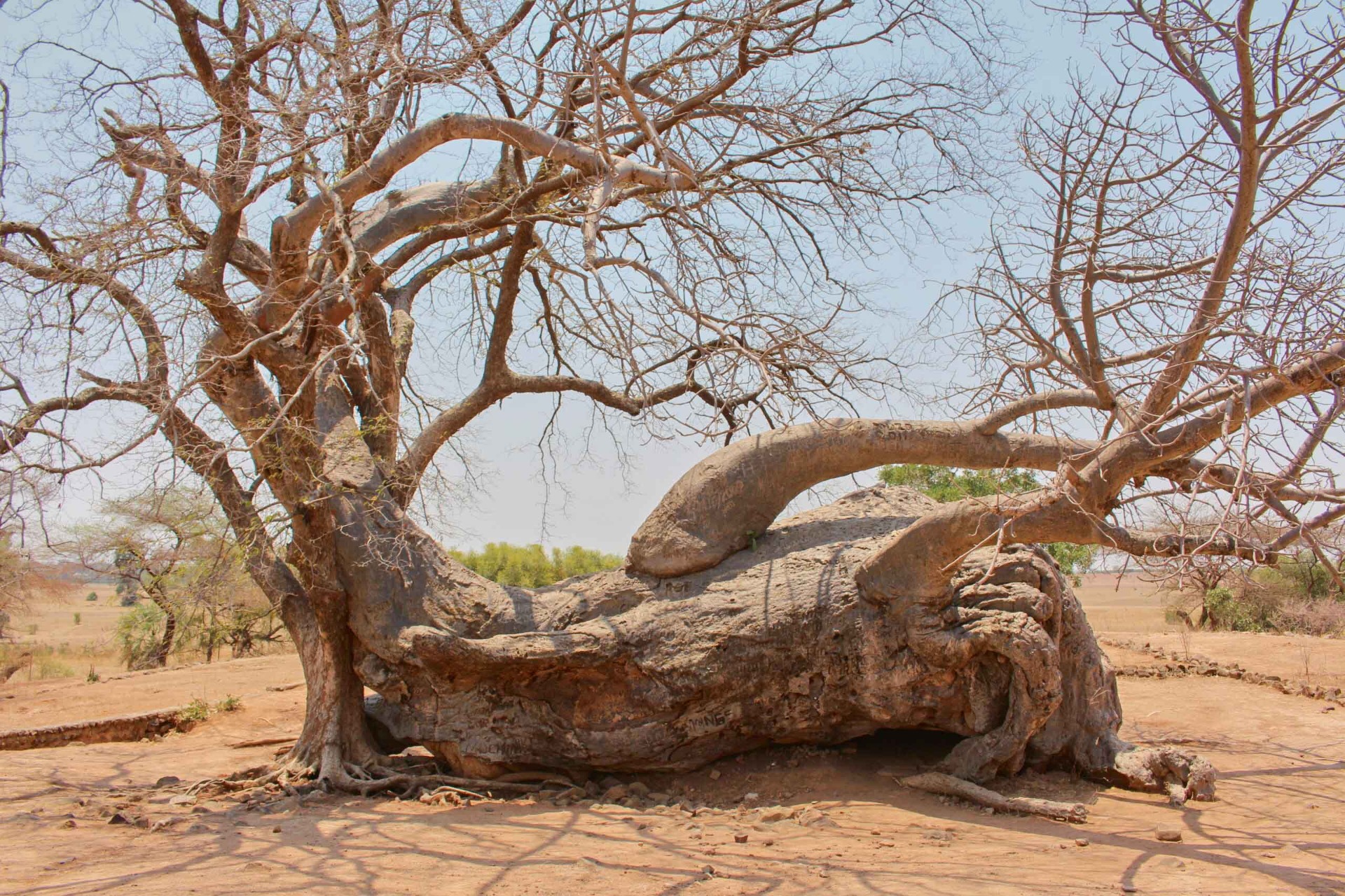 𝙄𝙣𝙜𝙤𝙢𝙗𝙚 𝙄𝙡𝙚𝙙𝙚: 𝙏𝙝𝙚 𝙎𝙡𝙚𝙚𝙥𝙞𝙣𝙜 𝘾𝙤𝙬 𝙤𝙛 𝙕𝙖𝙢𝙗𝙞𝙖